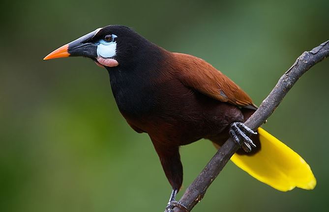 This image has an empty alt attribute; its file name is oropendola.jpg